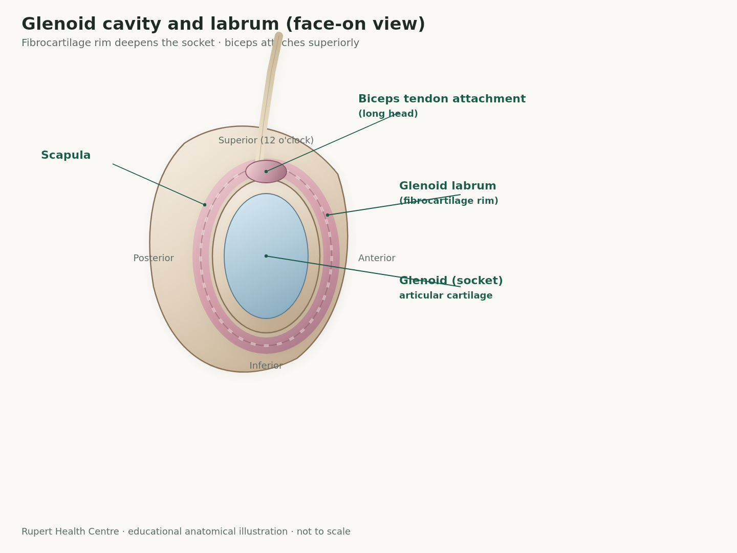 Labeled anatomical illustration of the glenoid socket face-on, showing articular cartilage, surrounding labrum rim, and long head of biceps attachment at the superior labrum.