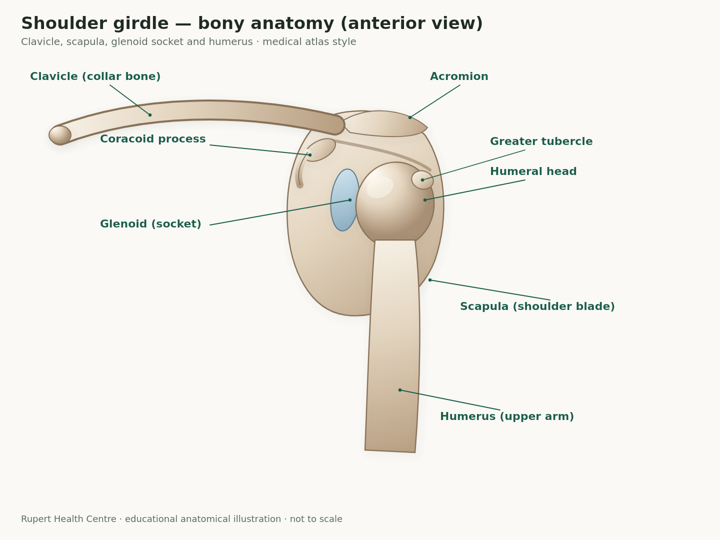 Labeled anatomical illustration of shoulder girdle bones: clavicle, acromion, coracoid, glenoid socket, humeral head, scapula and humerus (anterior view).